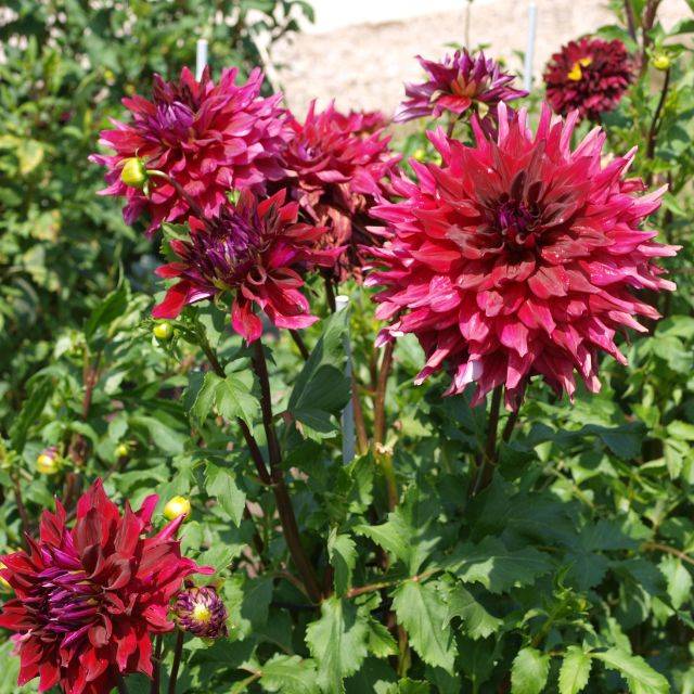 Dahlia décoratif Zorro (F.D. Richards / Flickr.fr)