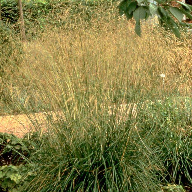 Deschampsia cespitosa 'Goldschleier' (Pépinières Lepage)