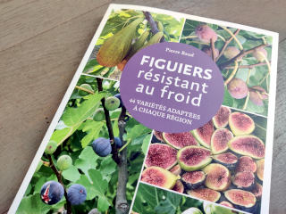Figuiers résistant au froid Figuiers résistant au froid
