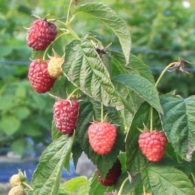 Framboisier Little Sweet Sister® (Rubus idaeus) (Lubera)