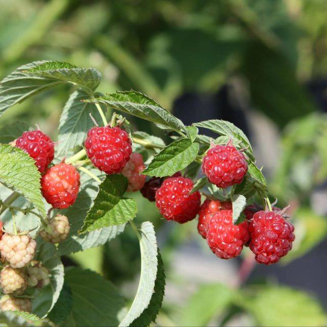 Framboisier Little Sweet Sister® (Rubus idaeus) (Lubera)