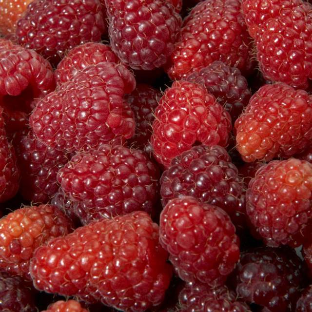 Framboisier Magnific Delbard® (Rubus idaeus) (Delbard)