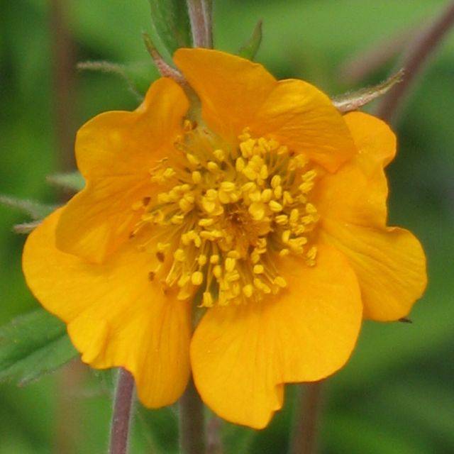 Geum 'Georgenberg' (Benoîte) (Staudengärtnerei Forssman / flickr.com)