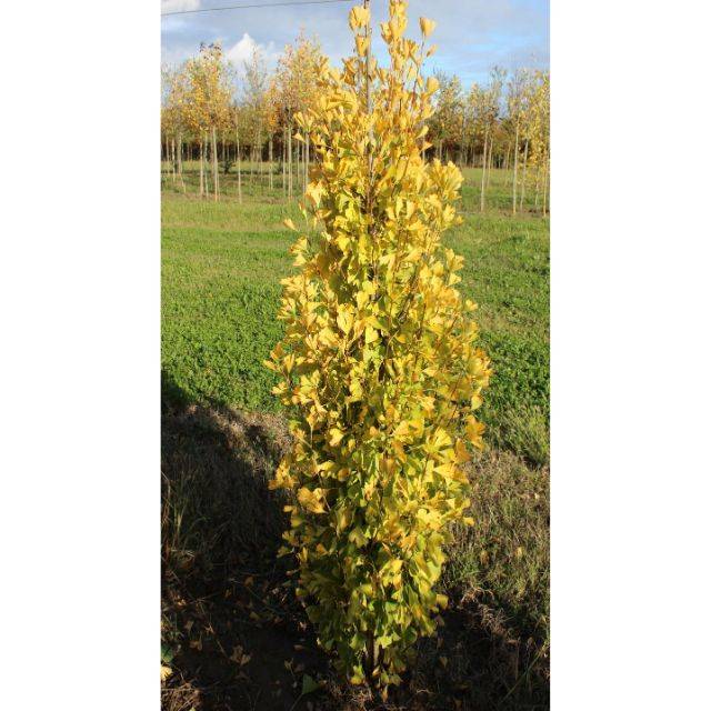 Ginkgo biloba fastigiata 'Gold Flame' - en pépinière