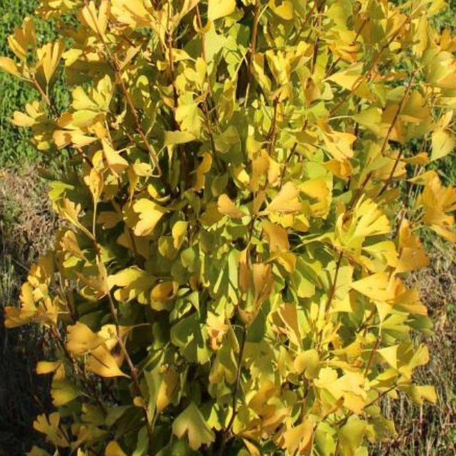 Ginkgo biloba fastigiata 'Gold Flame' - Feuillage