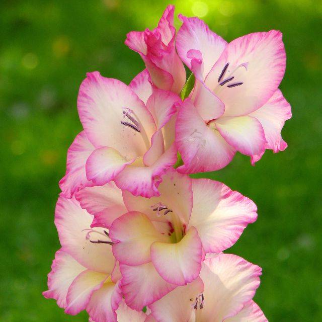 Glaïeul (Gladiolus) 'Priscilla' (Pharaoh Hound / wikimedia.org)