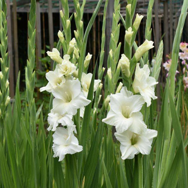 Glaïeuls White Prosperity (Frederic.M / Adobe Stock)