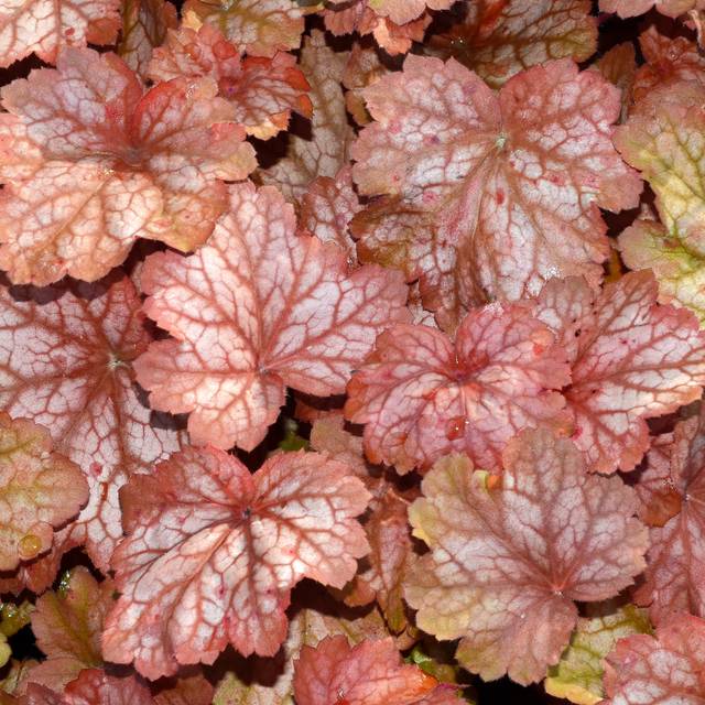 Heuchère 'Georgia Peach' - Heuchera (JAG IMAGES / Adobe Stock)