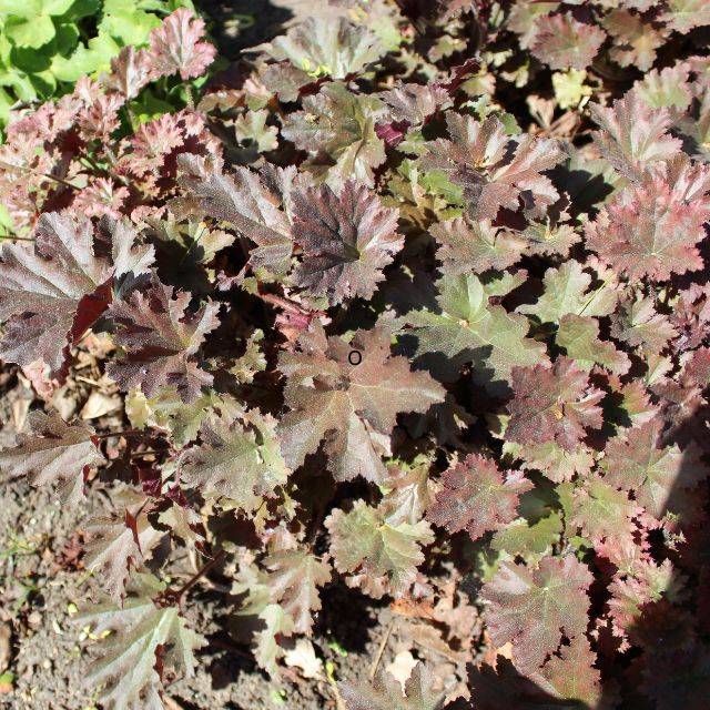 Heuchère 'Cappuccino' - Heuchera ( Aleksandrs Balodis / wikimedia.org)