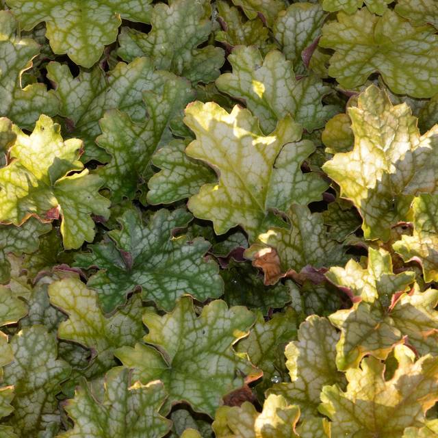 Heuchère 'Ginger Ale'® - Heuchera (JAG IMAGES / Adobe Stock)