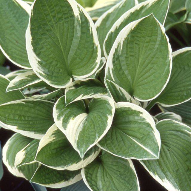 Hosta 'Francee' (Pépinières Lepage)
