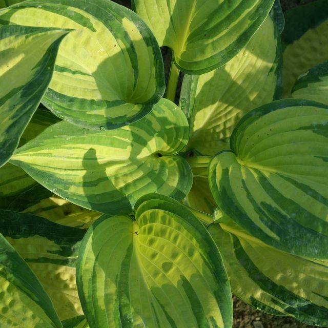 Hosta 'Great Expectations' (Pépinières Lepage)