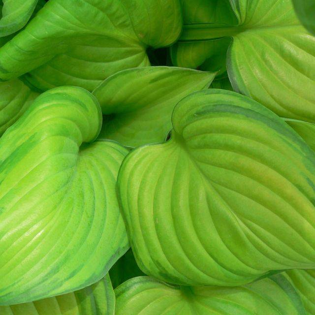 Hosta 'Guacamole' (Pépinières Lepage)