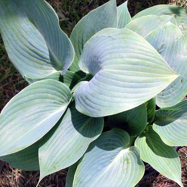 Hosta 'Halcyon' (Pépinières Lepage)
