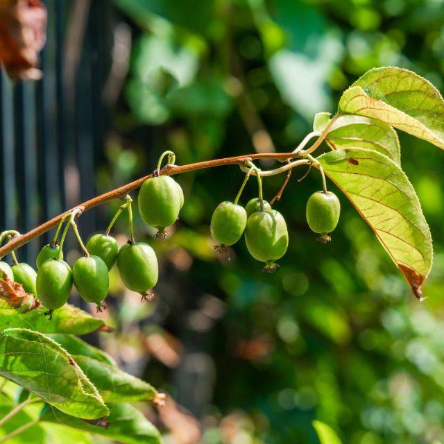 Kiwaï Issai (Actinidia arguta) (beataaldridge / Adobe Stock)