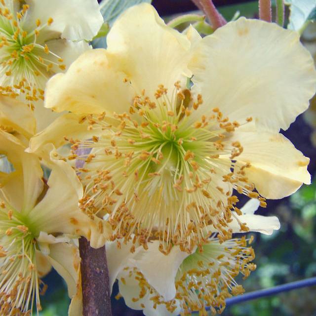Kiwi mâle 'Tomuri' - Fleurs mâles (Apple 2000 / Wikimedia)