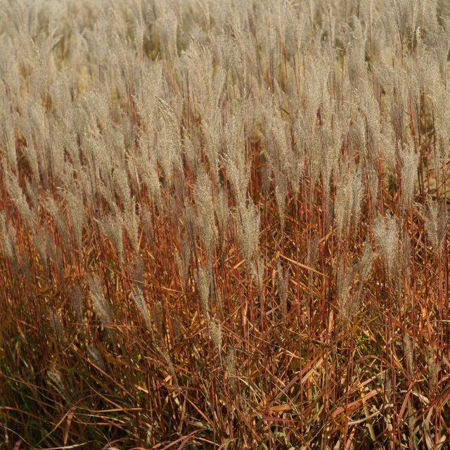 Miscanthus sinensis 'Adagio' (Pépinières Lepage)
