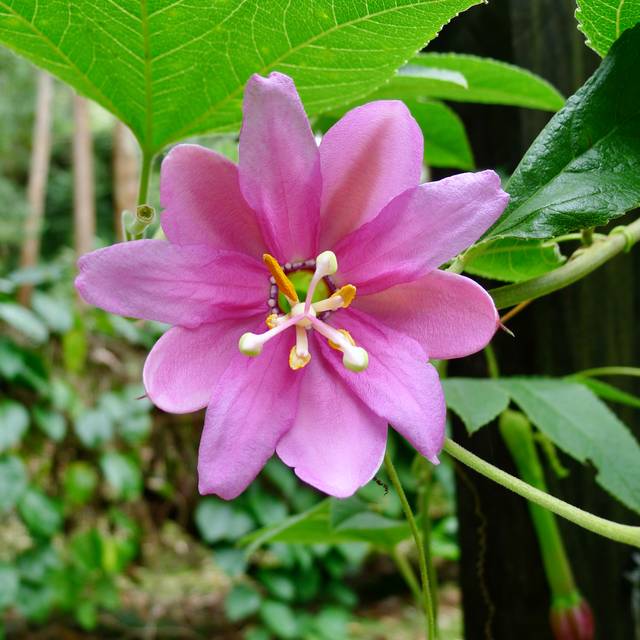 Passiflore banane - Passiflora tripartita var. mollissima (Alexey Yakovlev / flickr.com)