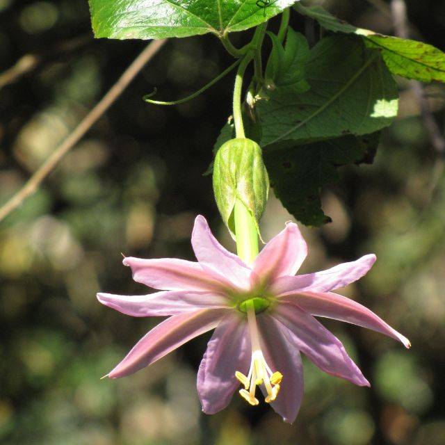 Passiflore banane - Passiflora tripartita var. mollissima (Forest and Kim Starr / flickr.com)
