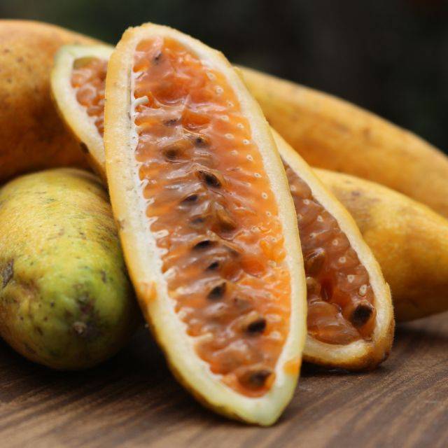 Passiflore banane - Passiflora tripartita var. mollissima (leonardo / Adobe Stock)