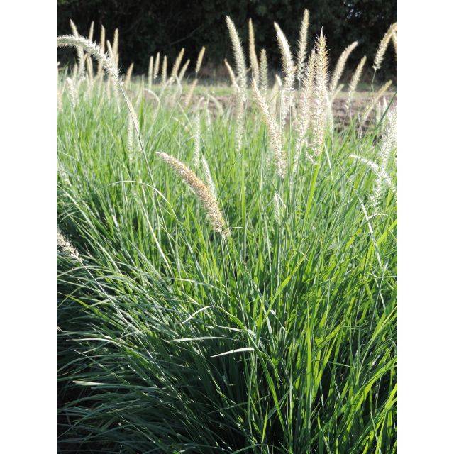 Pennisetum orientale 'Fairy Tails' (Pépinières Lepage)