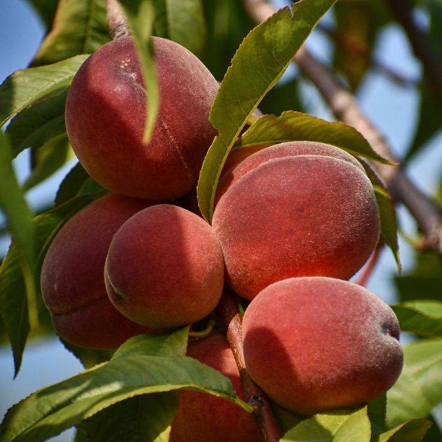 Pêcher 'Amsden' (Frantisek Krejci / Pixabay)