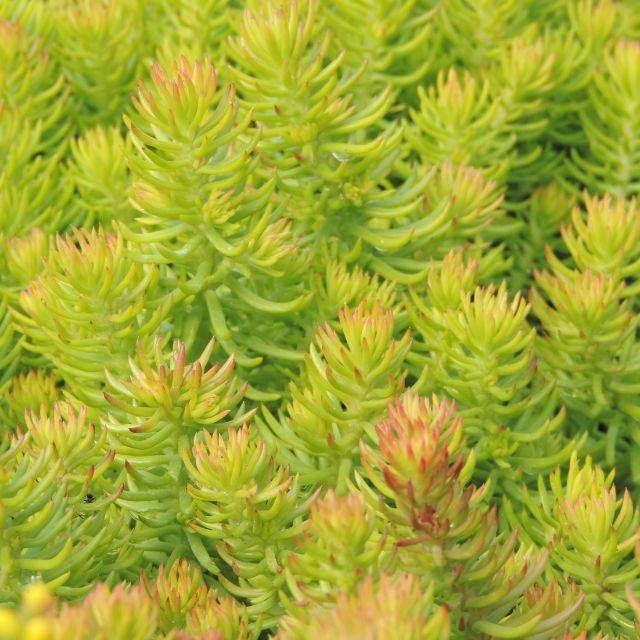 Sedum reflexum 'Angelina' (Pépinières Lepage)