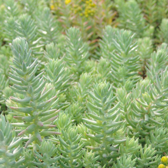 Sedum reflexum 'Glaucum' (Pépinières Lepage)