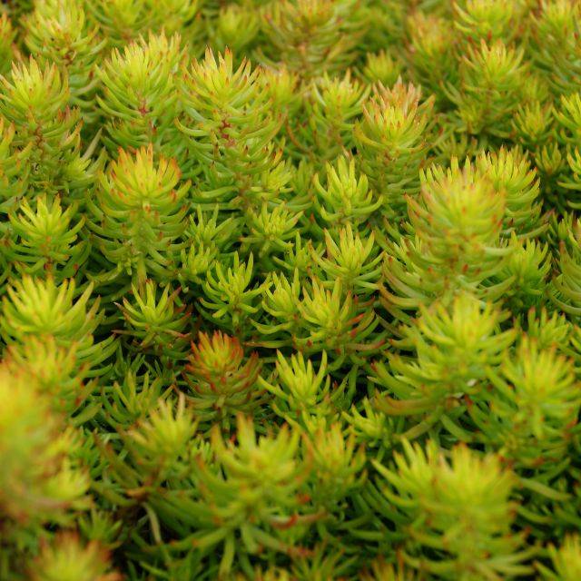 Sedum reflexum 'Yellow Cushion' (Pépinières Lepage)