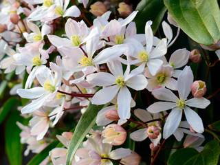 Clematis armandii 'Apple Blossom'