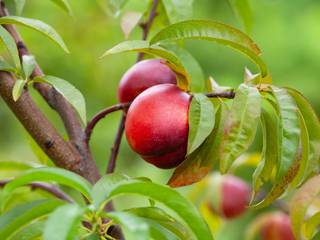 Fruits sur nectarinier (Prunus persica var. nucipersica)