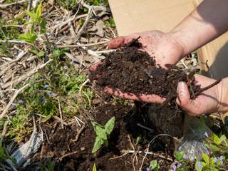 Terre obtenue par superposition de matières organiques : technique du jardinage en lasagnes