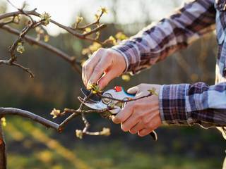 Pourquoi tailler les végétaux ?