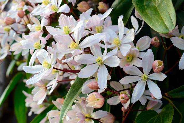 Clematis armandii 'Apple Blossom'