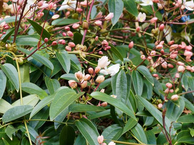 Clématite armandii 'Apple Blossom' : feuillage et boutons floraux