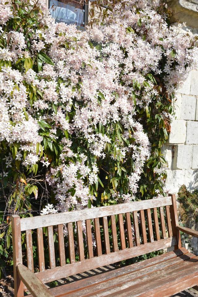 Clématite armandii sur un mur derrière un banc au soleil