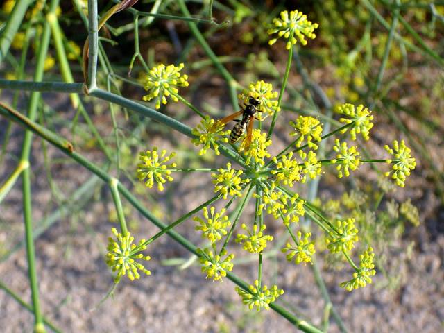 Fenouil officinal : fleurs