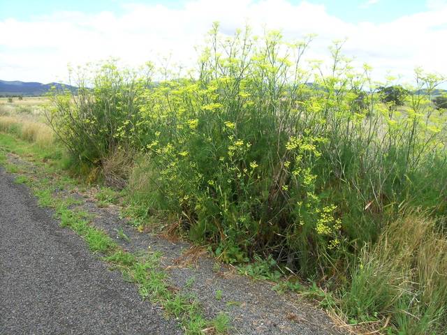 Foeniculum vulgare, fenouil sauvage, en bordure de route
