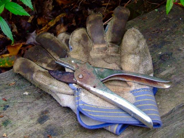 Gants et vieux sécateur