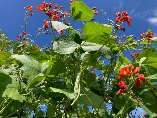 Haricot d'Espagne (Phaseolus coccineus) en fleurs