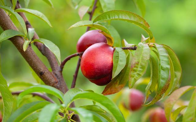 Fruits sur nectarinier (Prunus persica var. nucipersica)
