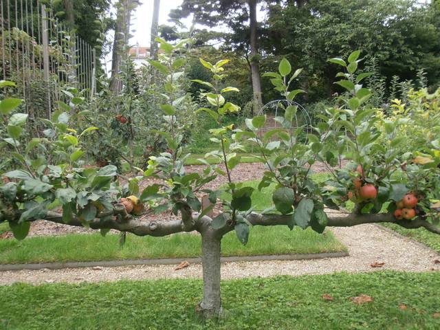 Pommier taillé en cordon double