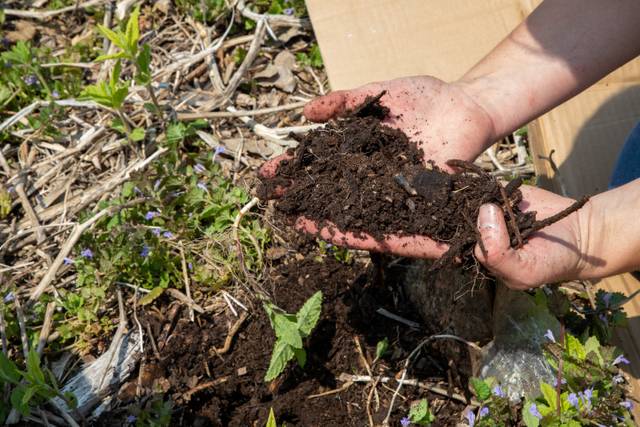 Terre obtenue par superposition de matières organiques : technique du jardinage en lasagnes