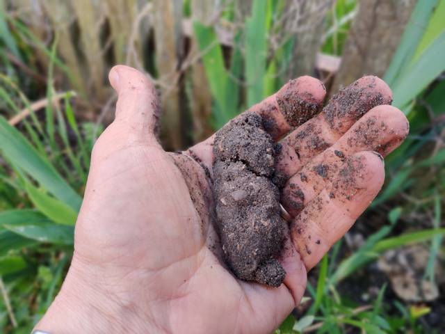 Test du boudin : sol limoneux (boudin court et cassant) - X.G. / Gerbeaud