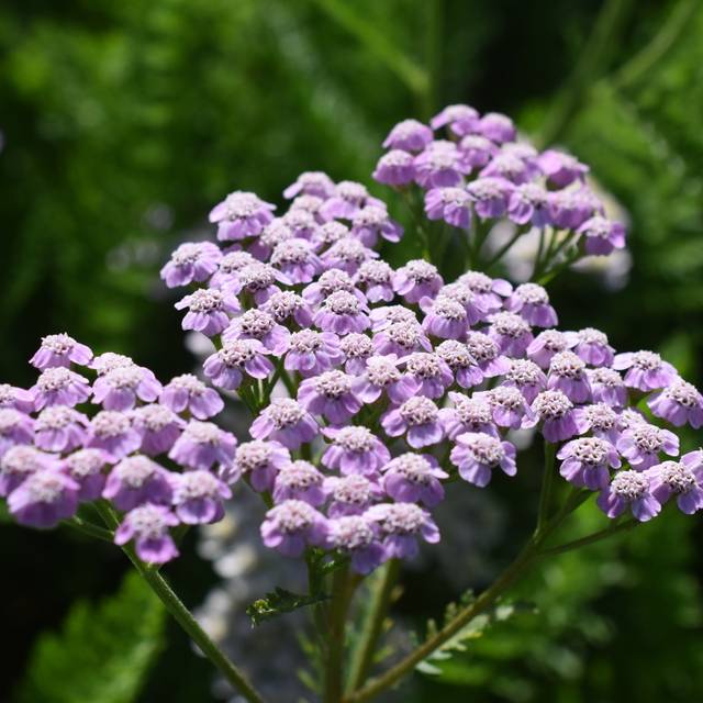Achillée millefeuille 'Lilac Beauty' - Achillea millefolium (Tanya / Adobe Stock)