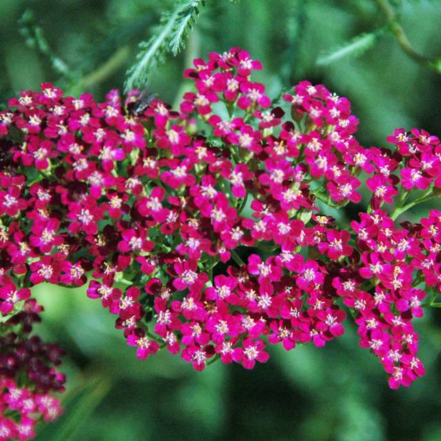 Achillea millefolium 'Red Beauty' - Achillée millefolium (James St. John / flickr.com)