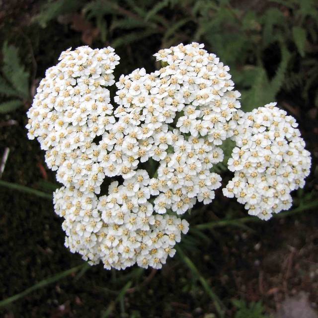 Achillée crithmifolia (Achillea) (HQ / wikimedia.org)