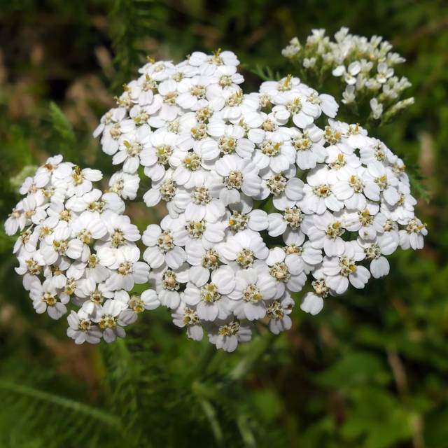 Achillée millefeuille - Achillea millefolium (Allen Browne / wikimedia.org)