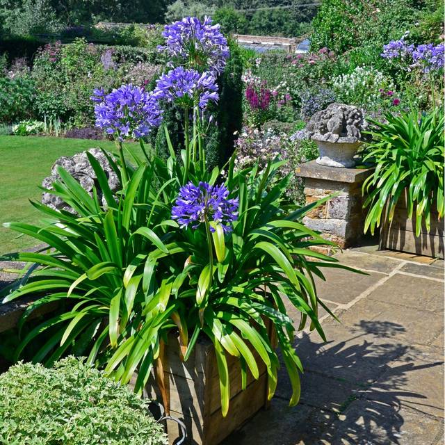 Agapanthe 'Navy Blue' (Garden Guru / Adobe Stock)