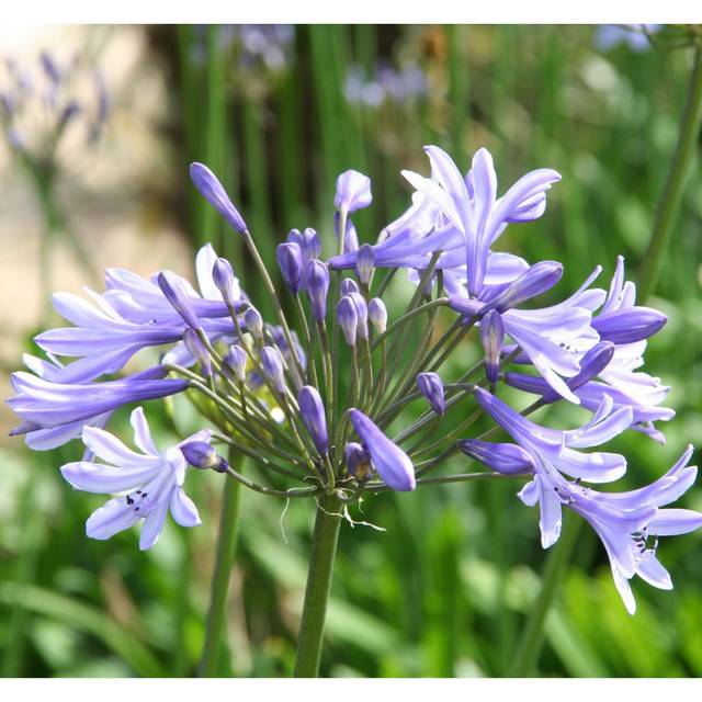 Agapanthe 'Dr Brouwer' (Marie-Elise LIENNARD)